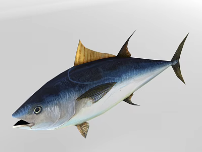 Blue Silver Tuna Fish With Yellow Fins Streamlined Body And Open Mouth Appearance 3d model