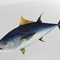 Modern Fish 3d model