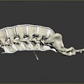 Animal Spine Skeleton Model White Anatomical Structure Curved Vertebrae With Holes On Black Reflective Background