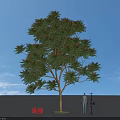 Chinese Mahogany Tree 8 Meters Tall With Green Leaves Against Blue Sky