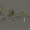 Different Arbor Trees with Green Foliage and Various Trunk Shapes in Display Arrangement