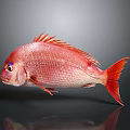Red Fish With Shiny Scales And Fins On Dark Reflective Background