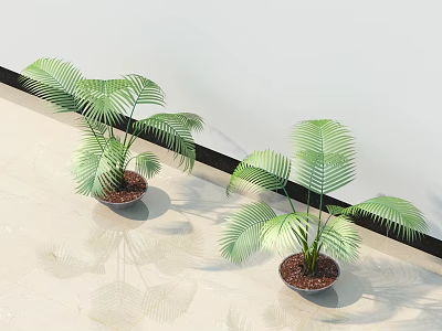 Bonsai Potted Plants With Lush Green Tropical Leaves On Indoor Tile Floor Against White Wall 3d model
