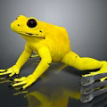 Yellow Frog With Black Eyes And Spots On Dark Reflective Surface