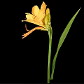 Vibrant Yellow Flowers With Green Leaves On Black Background Arrangement