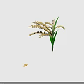 Golden Rice Plants With Green Leaves And Ripe Ears Casting Shadows