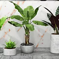 Lush Potted Bonsai Plant With Large Green Leaves In Indoor Gray Wall Setting