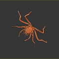Red Crab With Long Legs And Textured Shell On Dark Background With Reflection
