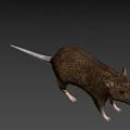 Brown Rat With Small Ears And Long Tail On White Background