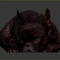 Dark Brown French Bulldog Lying On Smooth Surface With Gray Background