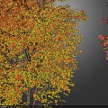 Vibrant Deciduous Trees with Orange Red Yellow and Bright Red Leaves on Gray Background