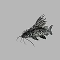 Spotted Aquatic Fish With Whiskers And Fins Showing Unique Body Patterns Swimming