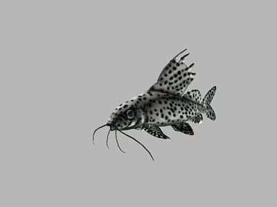 Spotted Aquatic Fish With Whiskers And Fins Showing Unique Body Patterns Swimming 3d model