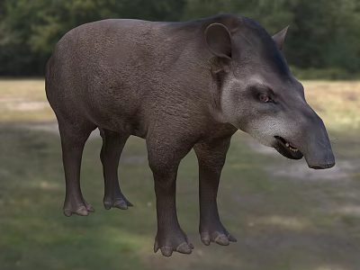 Gray Reptile With Stocky Body And Short Legs In Natural Grassland Habitat 3d model