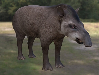 lowland tapir south american tapir brazil tapir animal 3d model