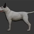 White Bull Terrier Standing On Dark Background With Shiny Reflective Floor