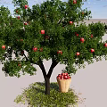 Fruit Bearing Tree With Red Fruits And Basket Under Green Grass And Blue Sky