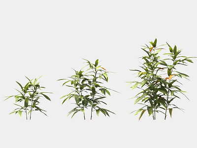 Three Bamboo Plants of Various Sizes with Green Leaves and Stems on White Background 3d model