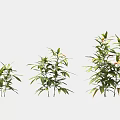 Three Bamboo Plants of Various Sizes with Green Leaves and Stems on White Background