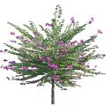 Lush Flowering Arbor with Green Leaves and Purple Blossoms in Full Bloom