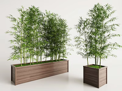 Lush Green Bamboo Plants In Wooden Rectangular And Square Planters 3d model