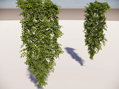 Lush Green Hanging Vines With Trailing Leaves On White Indoor Wall 3d model