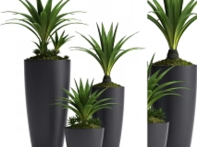 Bonsai Potted Plants in Black Pots with Green Foliage and Various Sizes 3d model