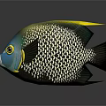 Colorful Tropical Fish With Blue Head Yellow Eye Rings Black White Scales And Yellow Fin