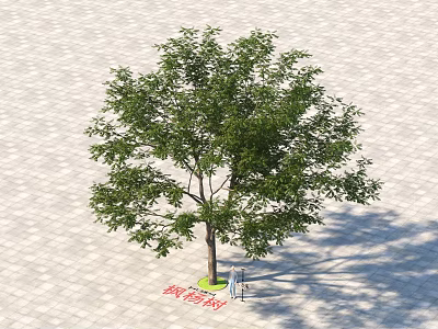 Tall Liquidambar Arbor With Lush Green Leaves On Paved Ground And Shadow 3d model