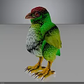 Colorful Bird with Red Head Green Body White Belly Orange Feet and White Claws