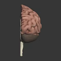 Detailed Human Brain 3D Model Showing Internal Anatomy And Structural Details 3d model