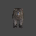 Realistic Brown Bear Standing On White Background With Detailed Fur And Posture