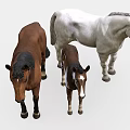 Three Horses Including Brown Adult Foal And White Stallion Standing Together