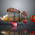 Colorful Striped Fish With Red Fins And Orange Body On Dark Background With Reflection