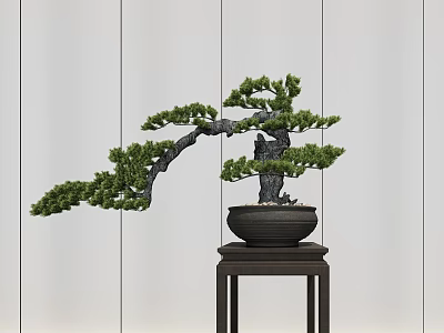 Bonsai Plant in Black Pot on Wooden Stand Against Light Striped Wall 3d model