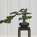 Bonsai Plant in Black Pot on Wooden Stand Against Light Striped Wall