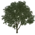 Lush Green Arbor Tree with Dense Foliage and Natural Trunk Structure 3d model