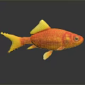 Orange Goldfish With Yellow Fins And Tail Swimming On Dark Background With Reflection