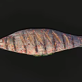 Fresh Colorful Striped Fish With Green Vegetables On Black Background