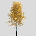 Autumn Tree with Vibrant Yellow Leaves and Black Trunk Standing Against Gray Background