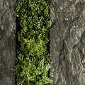 Indoor Green Wall Design With Diverse Plants And Dark Stone Slab Background