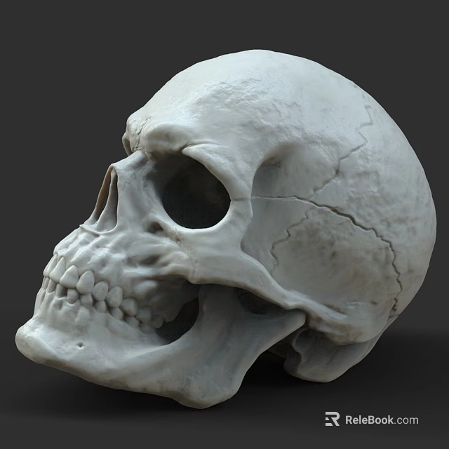 Detailed Human Skull Anatomical Model Medical Device For Medical Education 3d model 