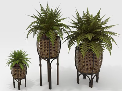 Fern Plants in Woven Planters with Metal Stands of Different Heights 3d model