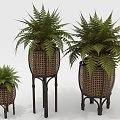 Fern Plants in Woven Planters with Metal Stands of Different Heights