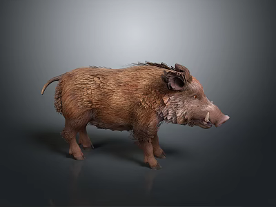 Brown Furred Wild Boar With Sharp Tusks Standing On Gray Background 3d model