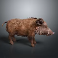 Brown Furred Wild Boar With Sharp Tusks Standing On Gray Background