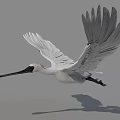 White Flying Bird With Spread Wings Long Black Beak And Grey Background 3d model