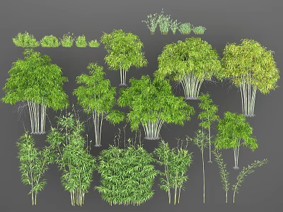 Various Bamboo Plant Collection With Lush Green Foliage And Clustered Growth Patterns 3d model