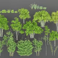 Various Bamboo Plant Collection With Lush Green Foliage And Clustered Growth Patterns
