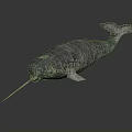 Narwhal Marine Animal With Long Spiral Tusk On Dark Background With Reflection